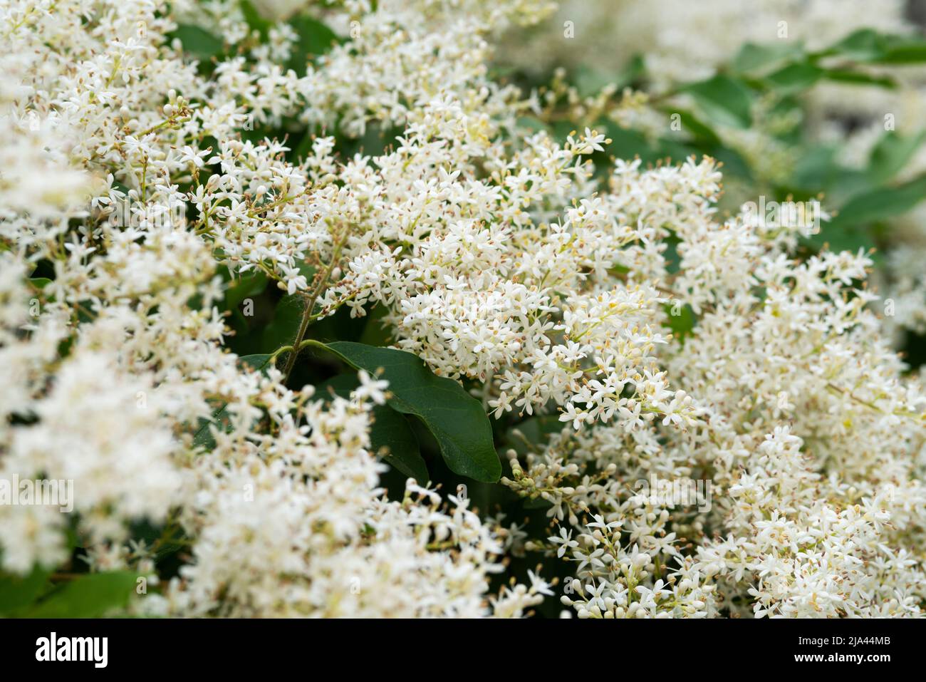 Italie, Lombardie, fleurs chinoises Privet, Ligustrum sinense Banque D'Images