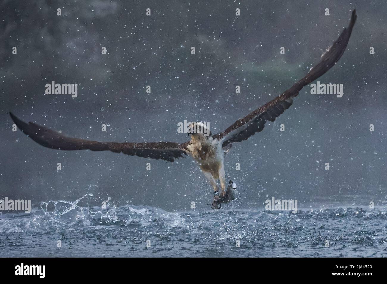 L'osproie sur la rivière Gwash. OAKHAM, Royaume-Uni: DES photographies MAJESTUEUSES ont capturé ces incroyables oiseaux du Yorkshire qui s'élève de l'eau comme le mythique BEI Banque D'Images