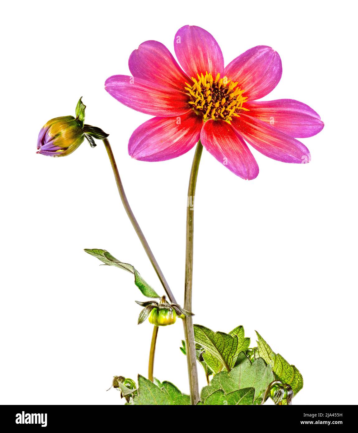 D'une Macro fleur fleur dahlia isolés Banque D'Images