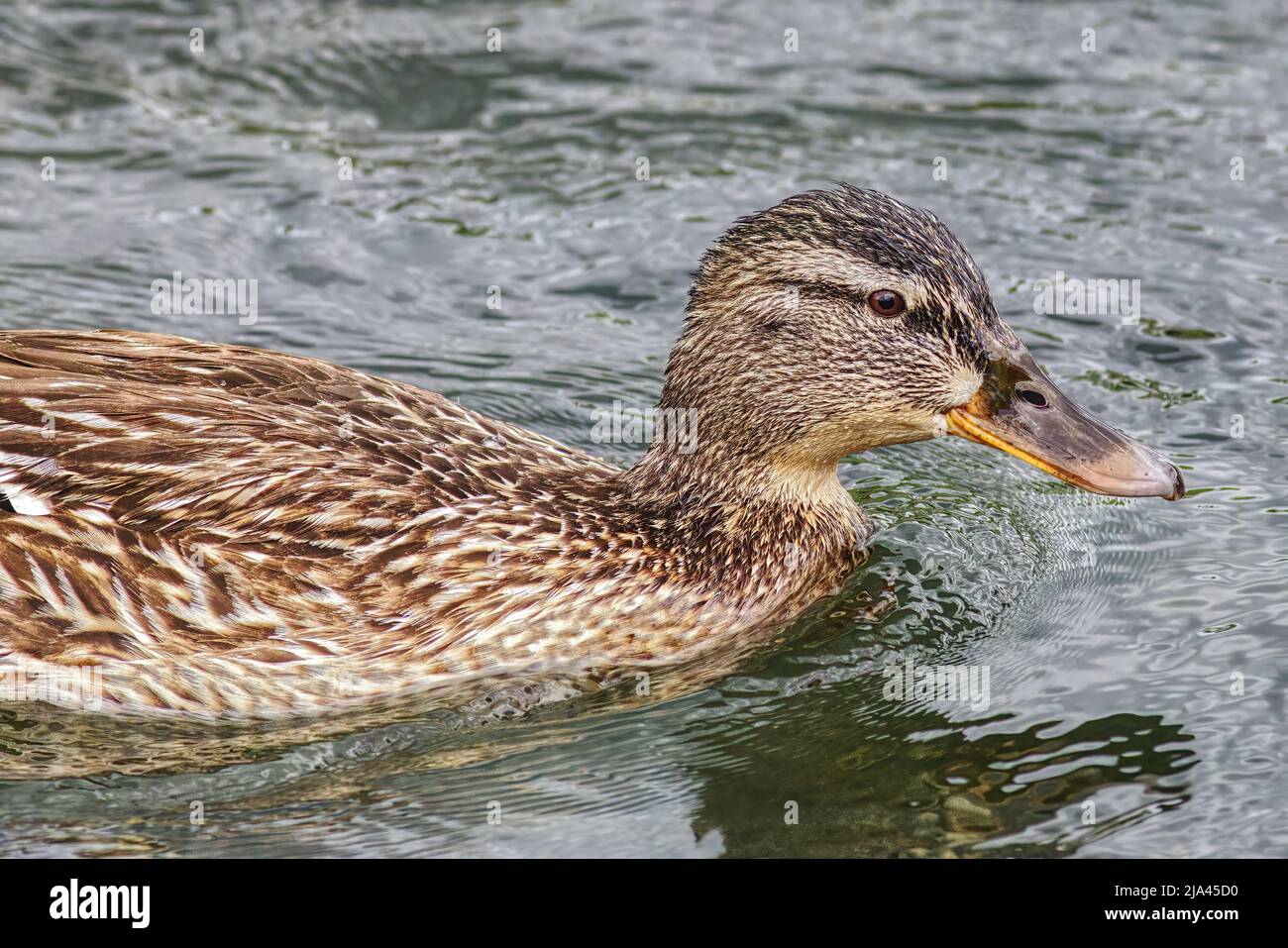 gros plan d'un canard nageant Banque D'Images