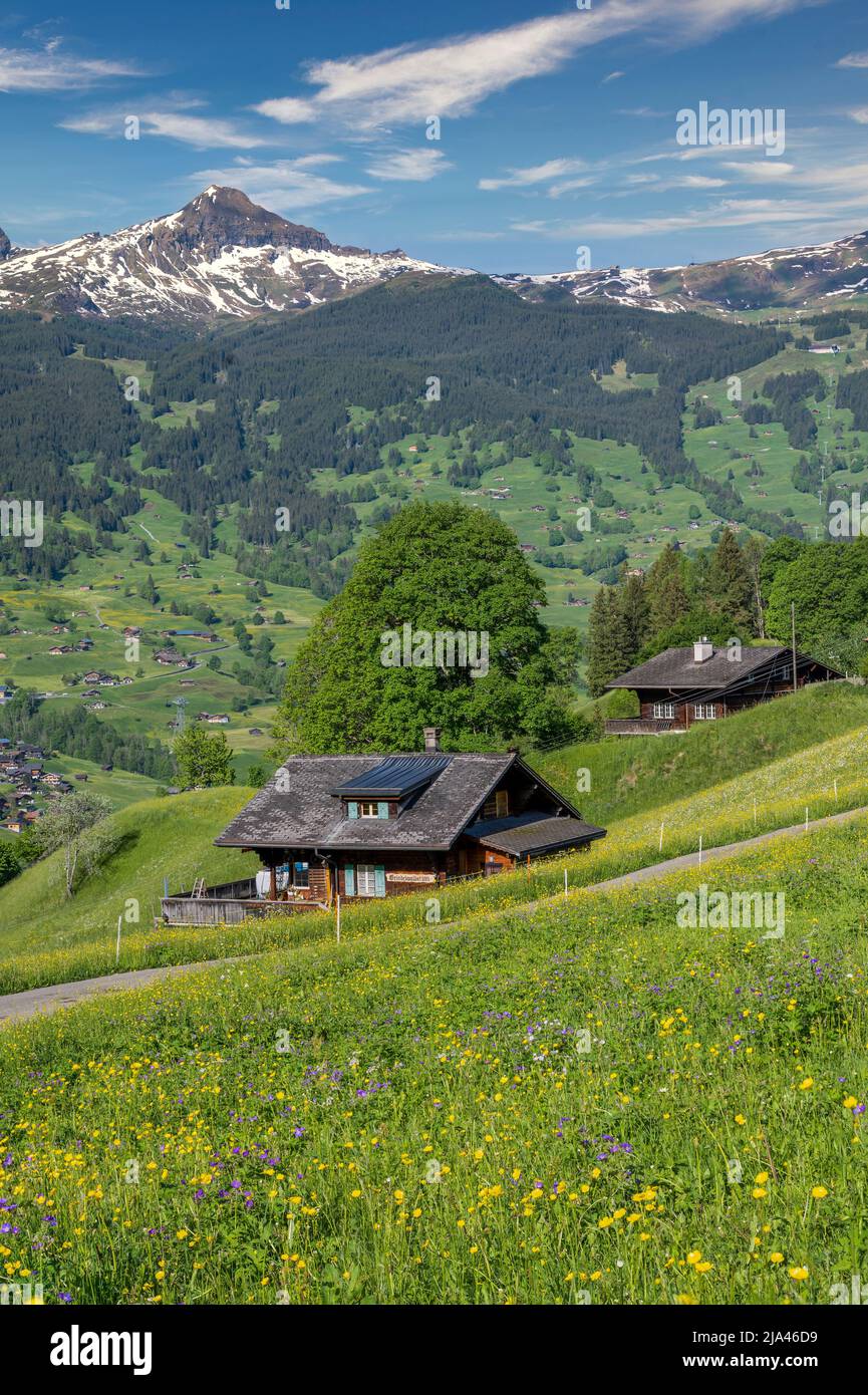 Paysage pittoresque de montagne d'été, Grindelwald, canton de Berne, Suisse Banque D'Images