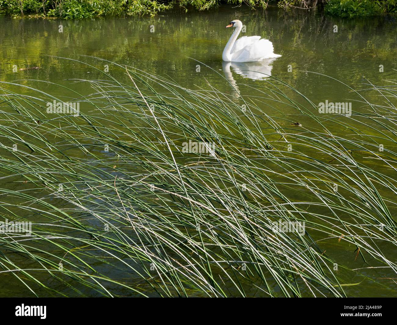 Une image abstraite des roseaux d'eau et d'un cygne solitaire sur Abbey Stream, un petit mais beau affluent de la Tamise par Abingdon, tout comme il rejoint le Banque D'Images