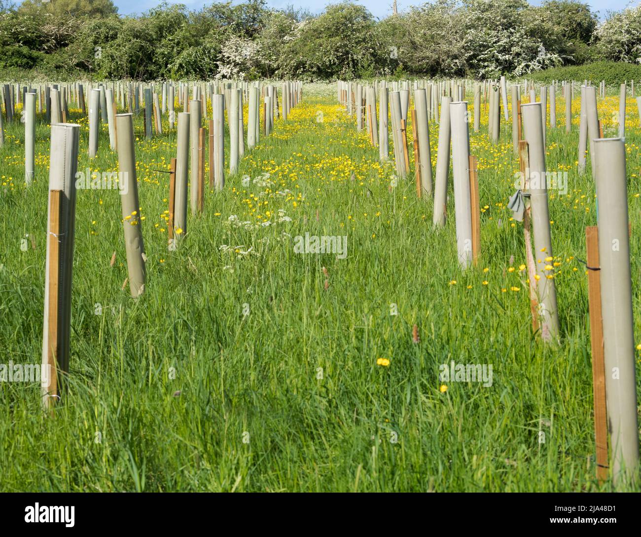 Le réchauffement de la planète et les changements climatiques qui en découlent augmentent la fréquence des phénomènes météorologiques extrêmes dans le monde entier. Au cours du dernier mois, nous avons eu plusieurs M. Banque D'Images