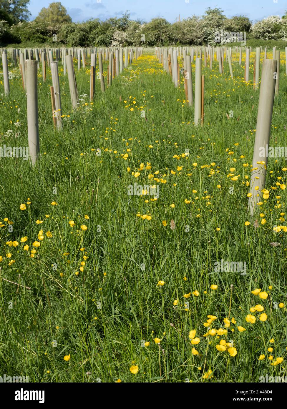 Le réchauffement de la planète et les changements climatiques qui en découlent augmentent la fréquence des phénomènes météorologiques extrêmes dans le monde entier. Au cours du dernier mois, nous avons eu plusieurs M. Banque D'Images