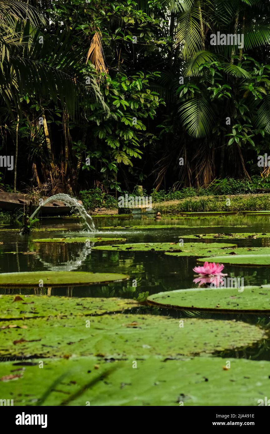 Victoria Amazonica fleur, la plus grande de la famille des nénuphars, dans un étang à Museuu da Amazônia - MUSA, à Manaus, Brésil Banque D'Images