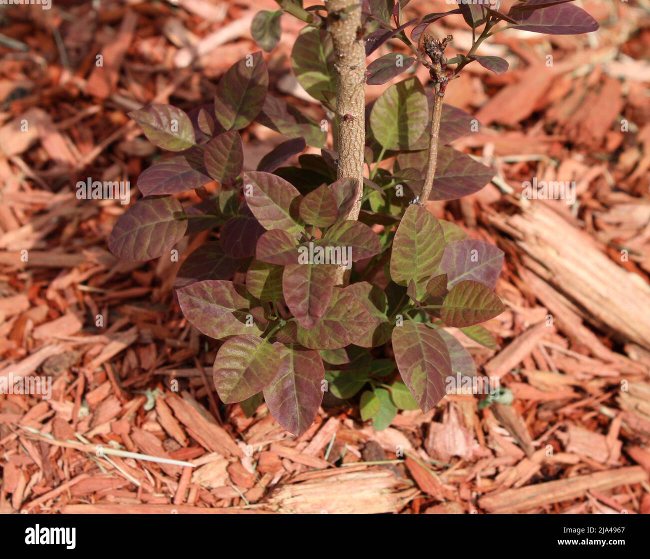 Nouvelle croissance à la base d'une usine de Smokebush Royal Purple Banque D'Images