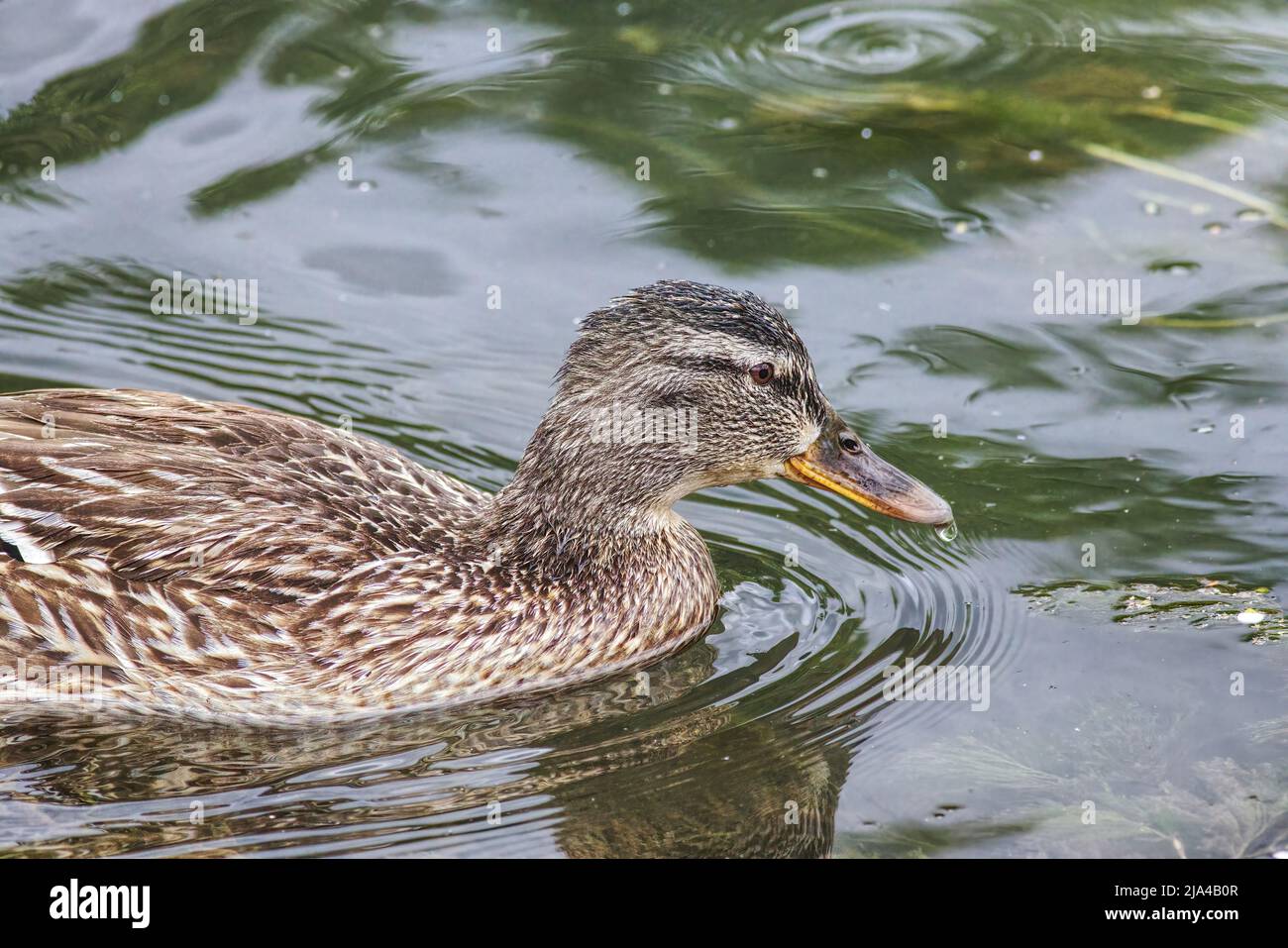 gros plan d'un canard nageant Banque D'Images