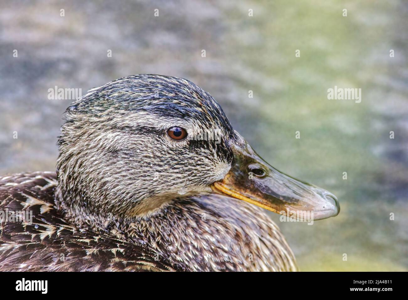 tête de lit d'un canard femelle Banque D'Images