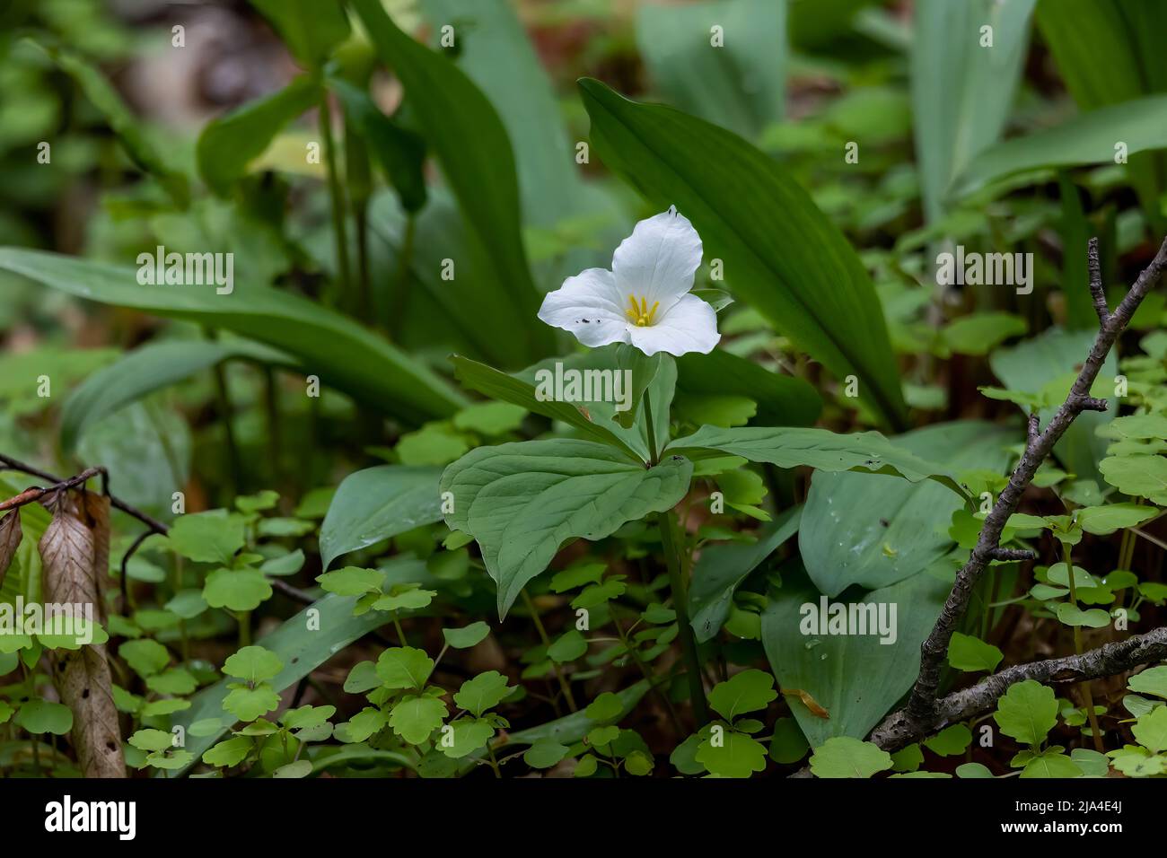 Trillium. Une belle fleur de forêt de printemps avec trois pétales blancs lumineux. Le trillium blanc (trilium rose) la plante est originaire de l'est de l'Amer du Nord Banque D'Images