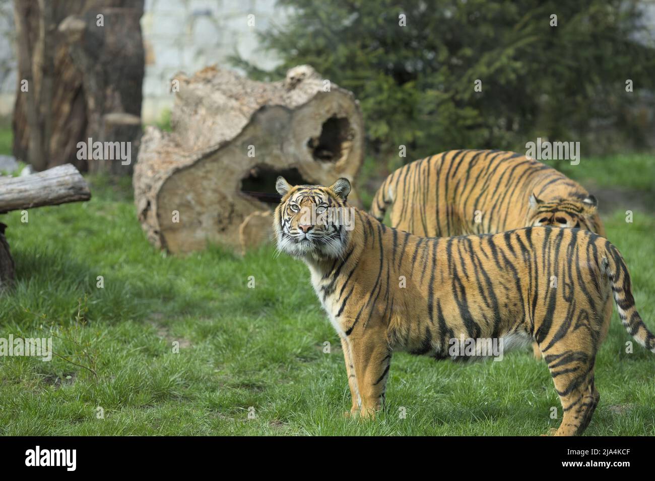 Tigre regardant le photographe au zoo de Wrocław, le plus ancien jardin zoologique de Pologne. Banque D'Images