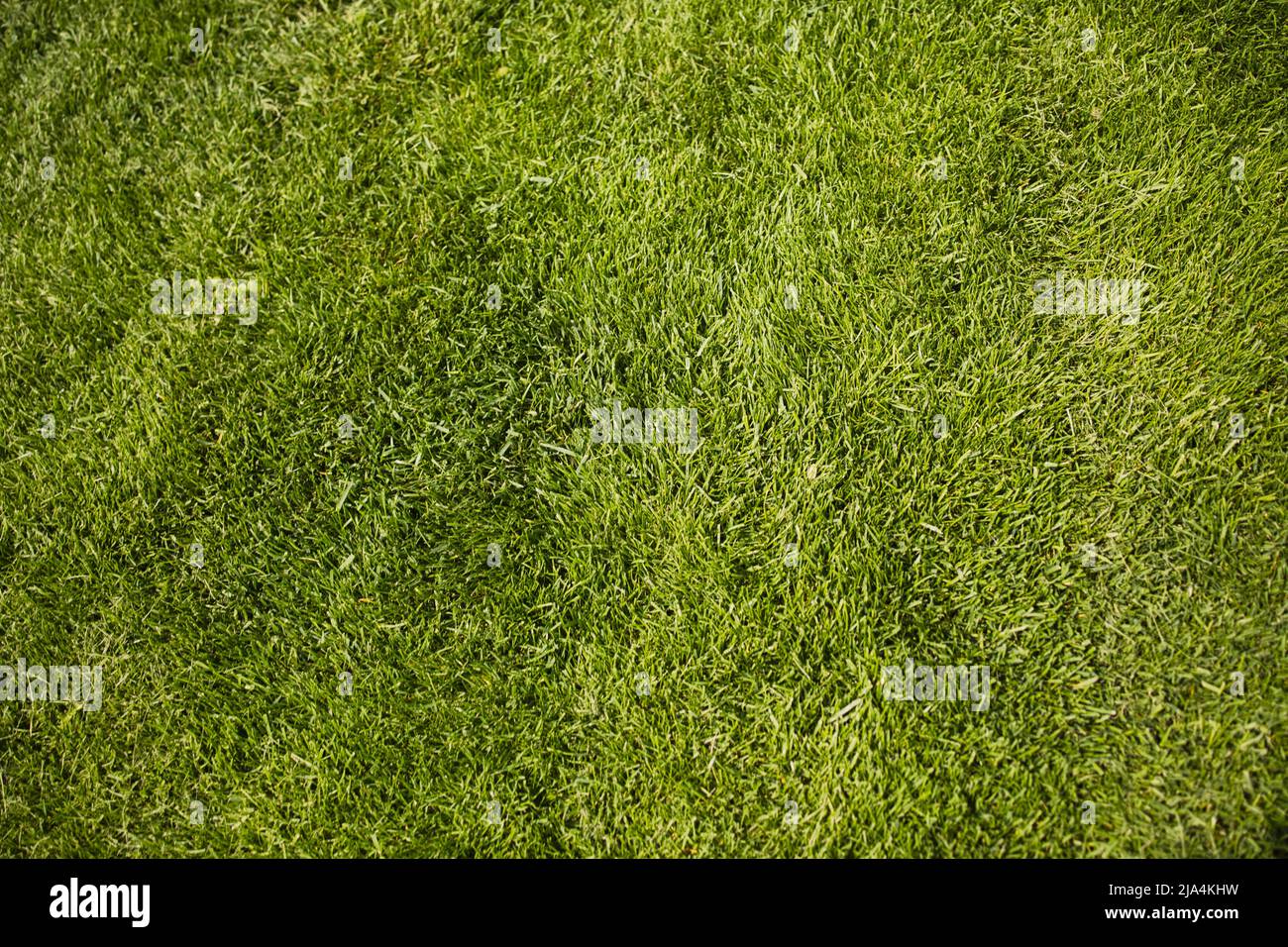 Texture de surface d'herbe verte. Vue en angle élevé sur la surface de l'herbe d'été. Greensward, zone d'espace de prairie. Gazon pour terrain de football. Banque D'Images