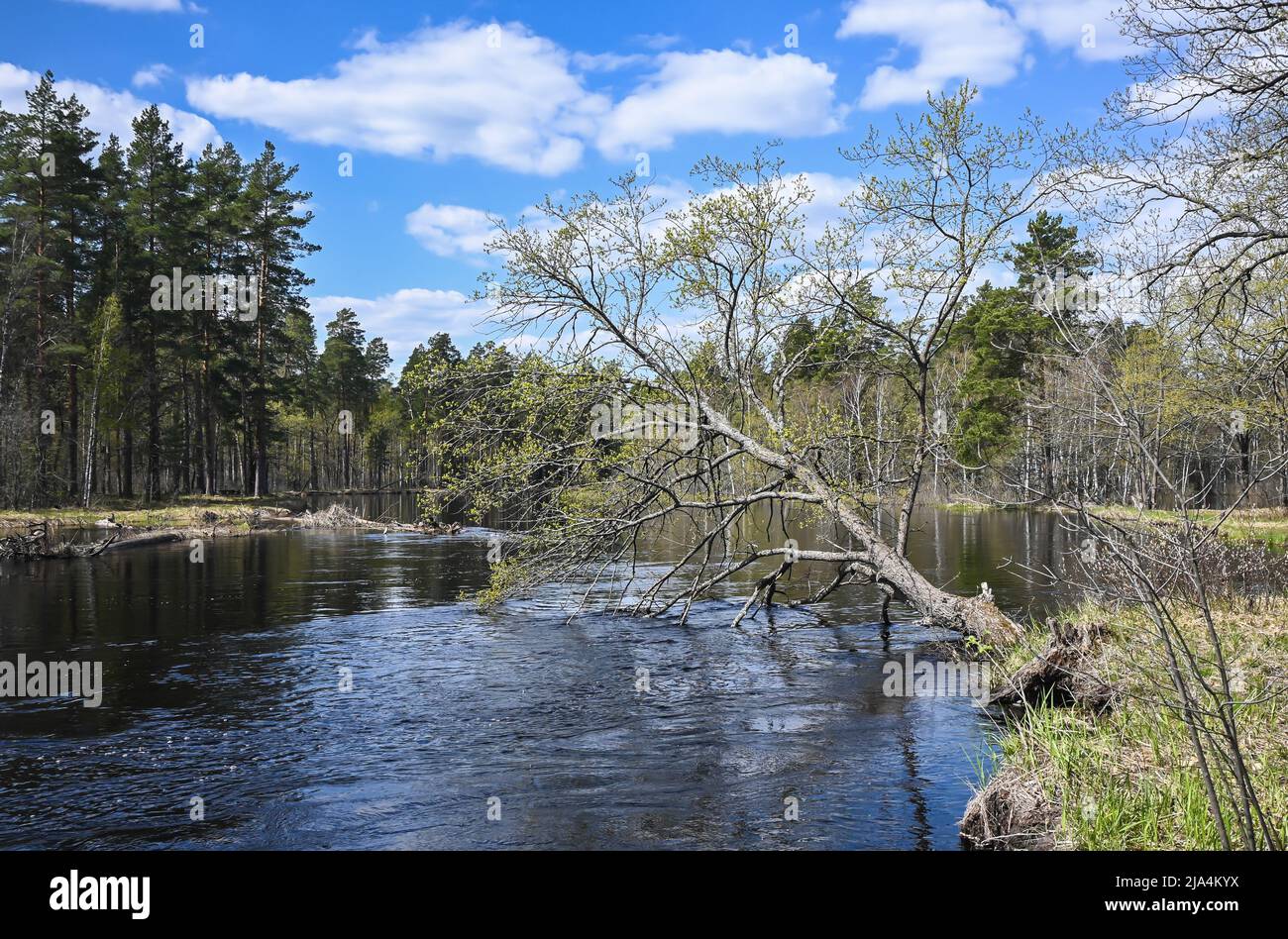 Jour de printemps sur la rivière de la forêt. Un parc national dans le centre de la Russie. Banque D'Images