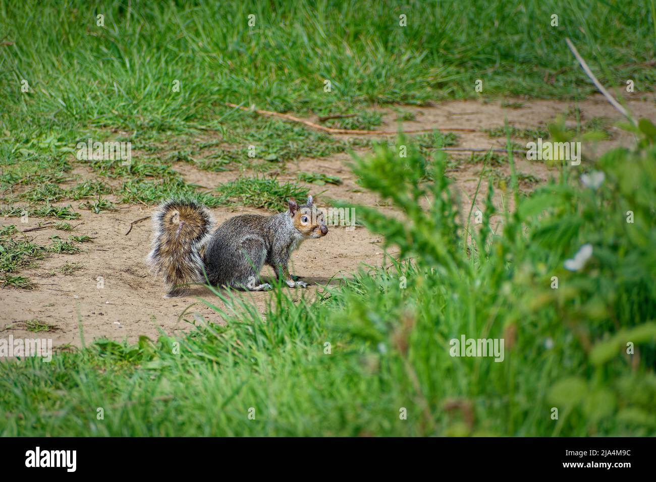 Écureuil gris de l'est debout sur un sentier dans un parc. Banque D'Images