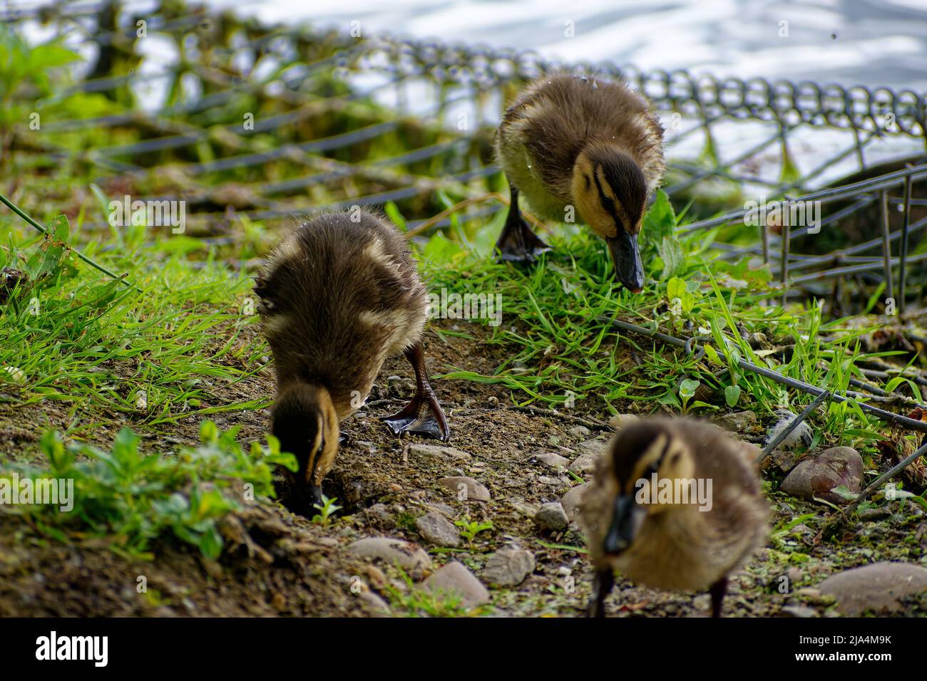 Trois canetons callards explorant et se fortiant près d'un étang. Banque D'Images