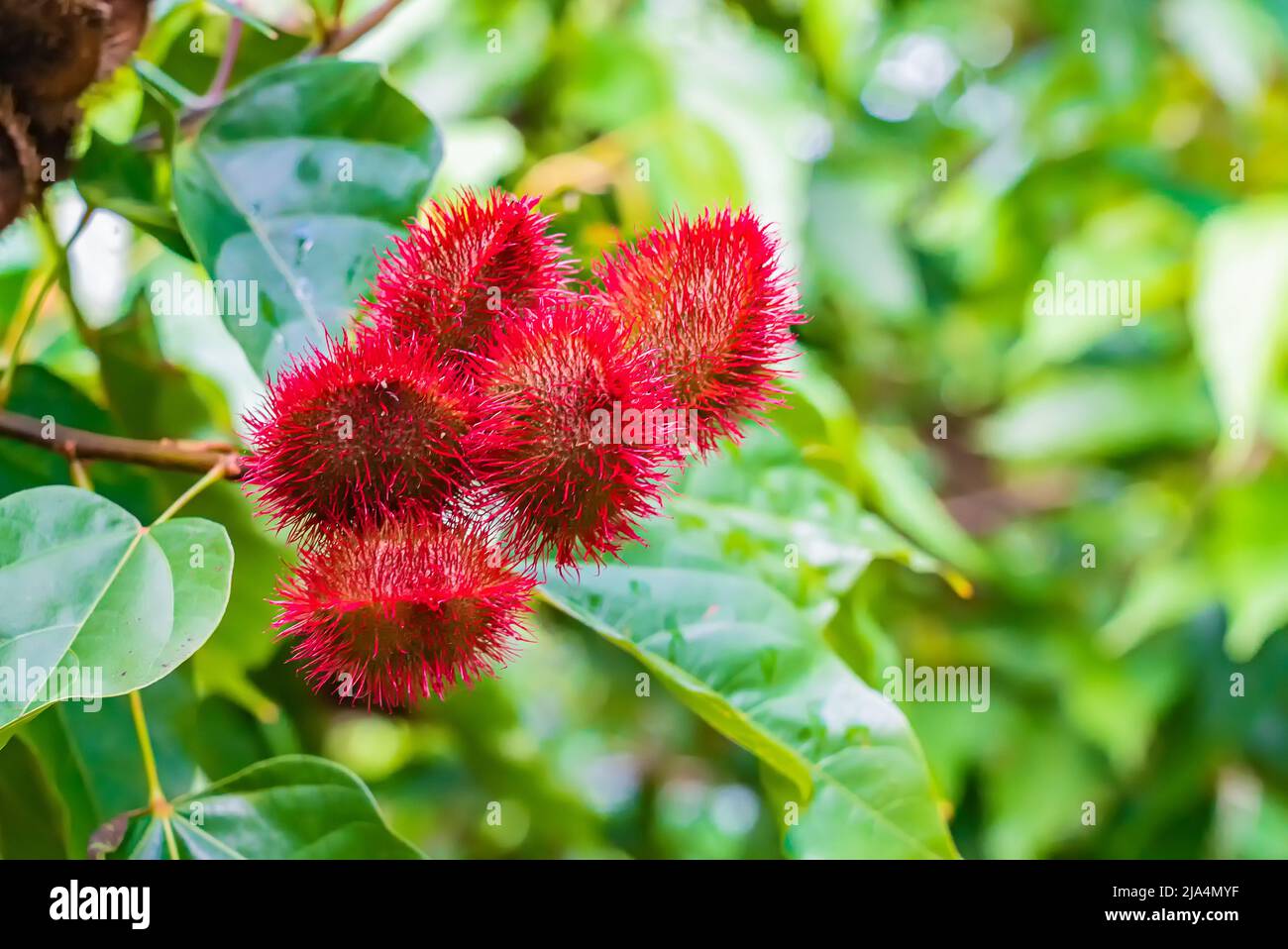 Gros plan de Bixa orellana ou Anatto fruitier dans la forêt de Zanzibar, Tanzanie Banque D'Images