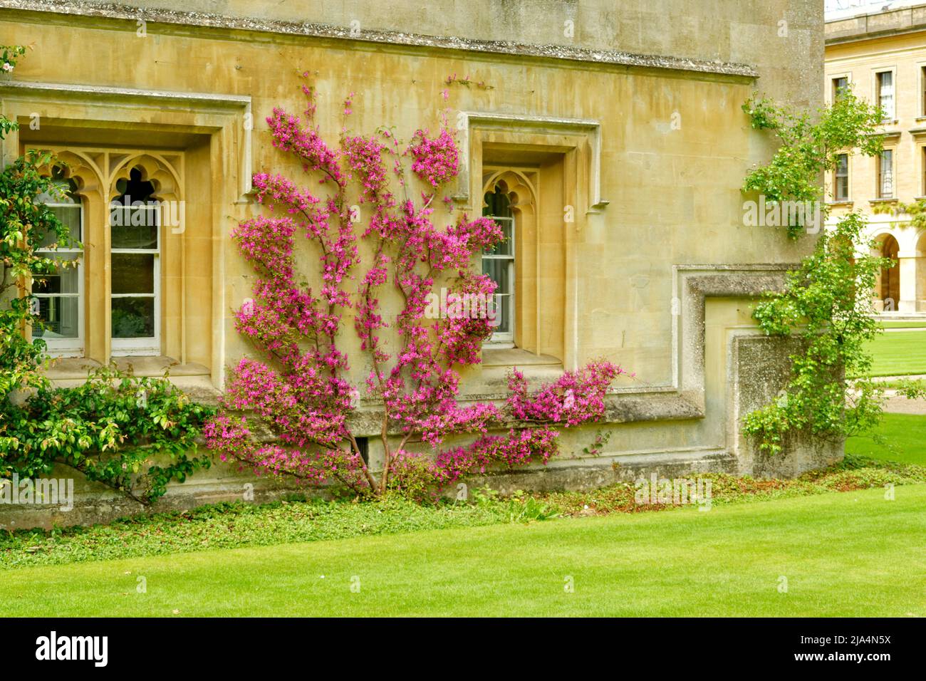 OXFORD CITY ENGLAND MAGDALENE COLLEGE VIBRANT FLORAISON ESPALIERED ARBUSTES ET PELOUSES AU PRINTEMPS Banque D'Images