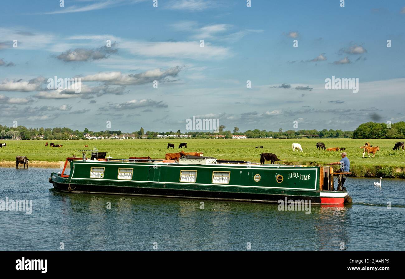 PORT MEADOW OXFORD VACHES BROUTANT LES MEADOWS ET UNE PÉNICHE AMÉNAGÉE VERTE SUR LA TAMISE Banque D'Images