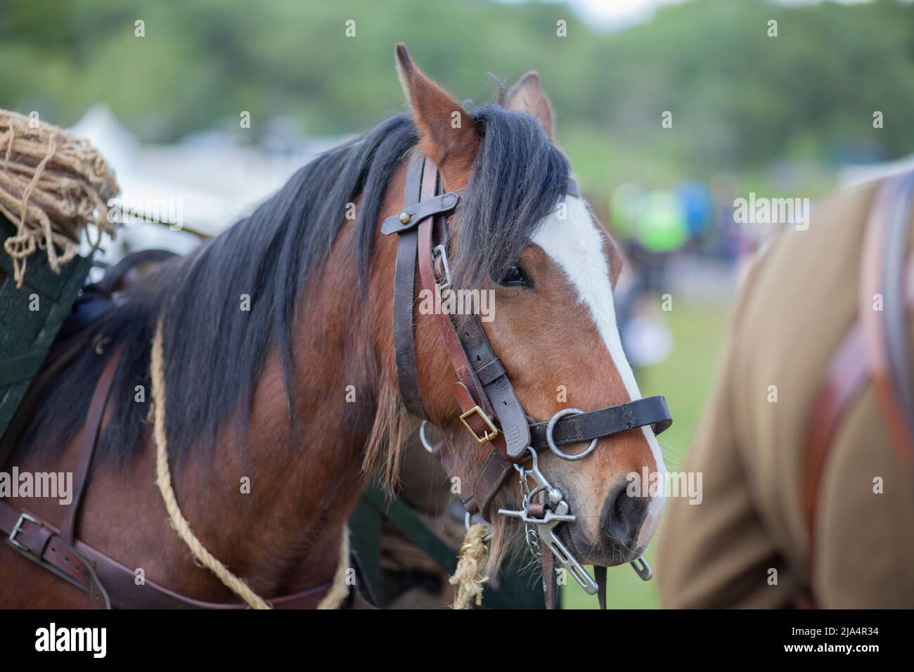 gros plan sur la tête de cheval de couleur blanche et châtaignier Banque D'Images