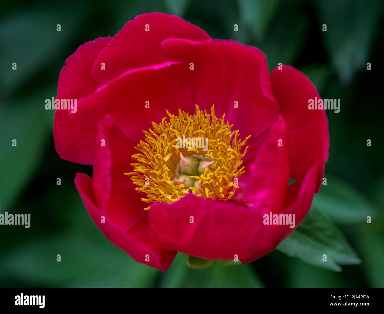 Des fleurs de pivoine rouges luxuriantes et colorées en gros plan Banque D'Images