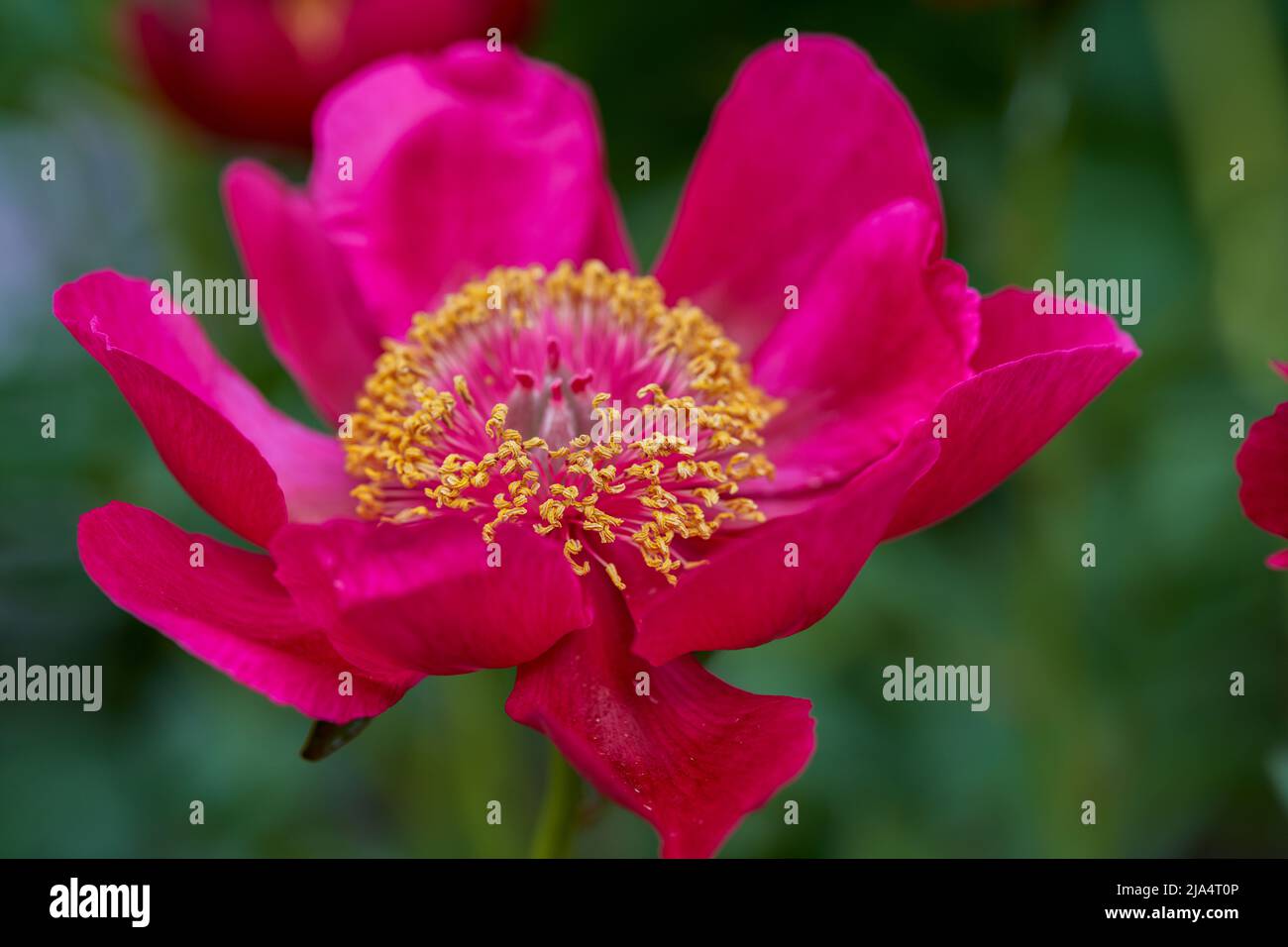 Des fleurs de pivoine rouges luxuriantes et colorées en gros plan Banque D'Images