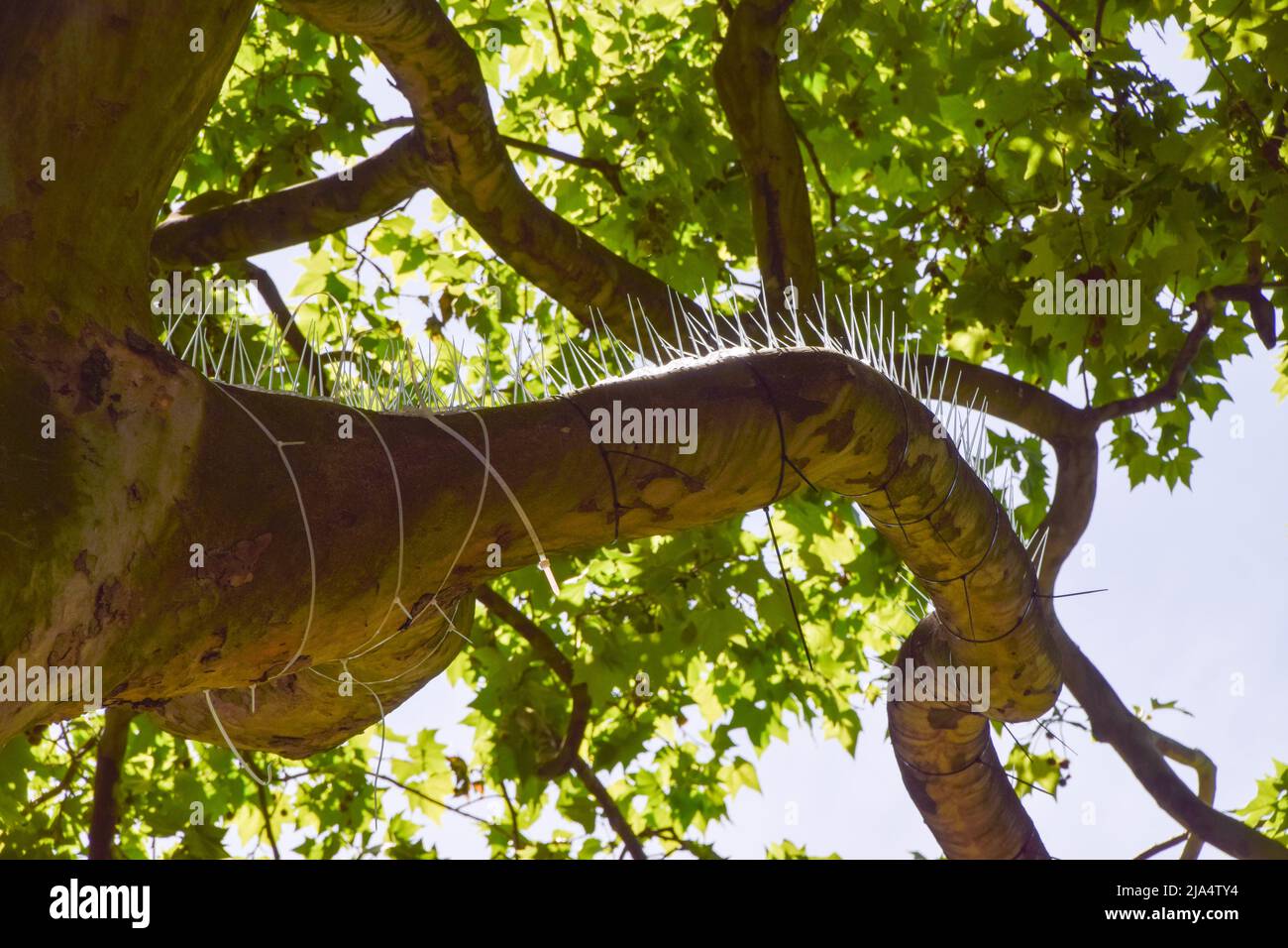 Londres, Royaume-Uni. 27th mai 2022. Des pics pour dissuader les oiseaux ont été attachés aux arbres de Hanover Square, dans le centre de Londres, attirant la colère et la critique. Credit: Vuk Valcic/Alamy Live News Banque D'Images