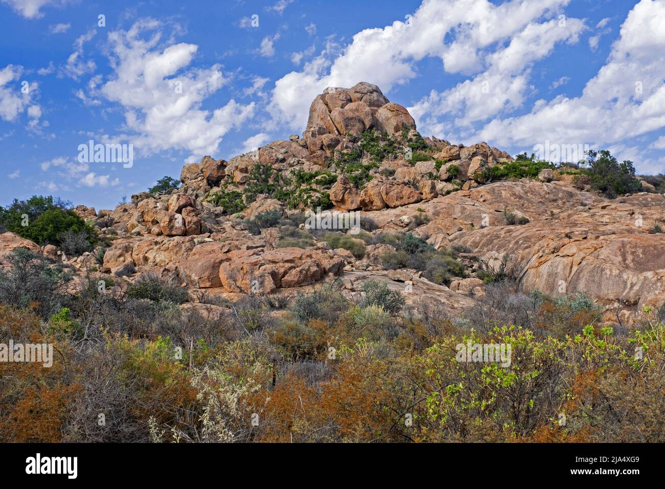 Paysage semi-désertique dans le parc national de Namaqua, Namaqualand, Cap Nord, Afrique du Sud Banque D'Images