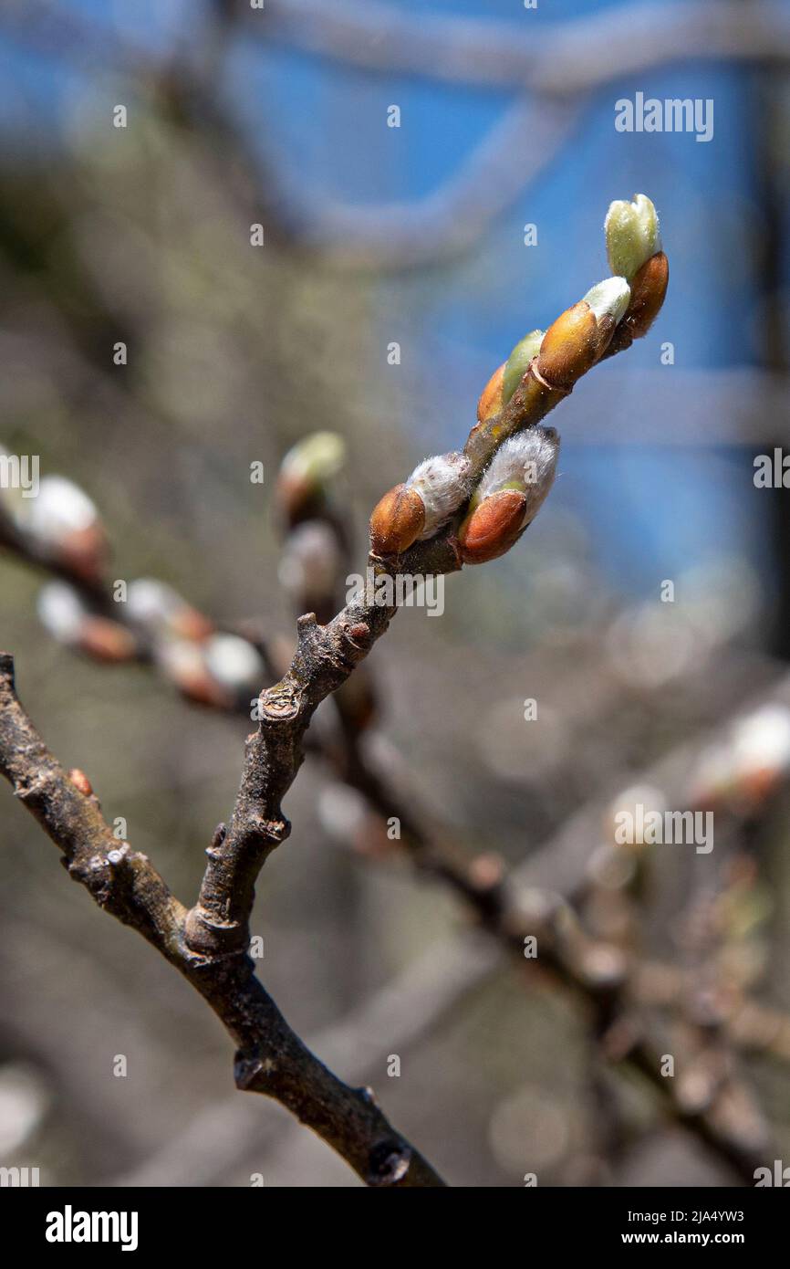 Gros plan des bourgeons de saule dans les montagnes Banque D'Images