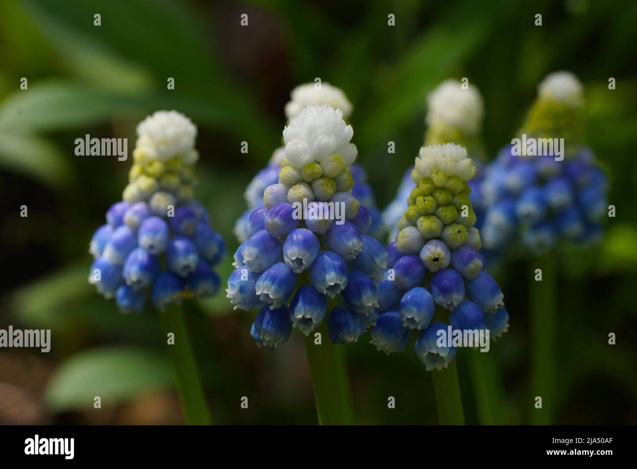 Mountain Lady Muscari. Fleurs printanières dans le jardin. Banque D'Images