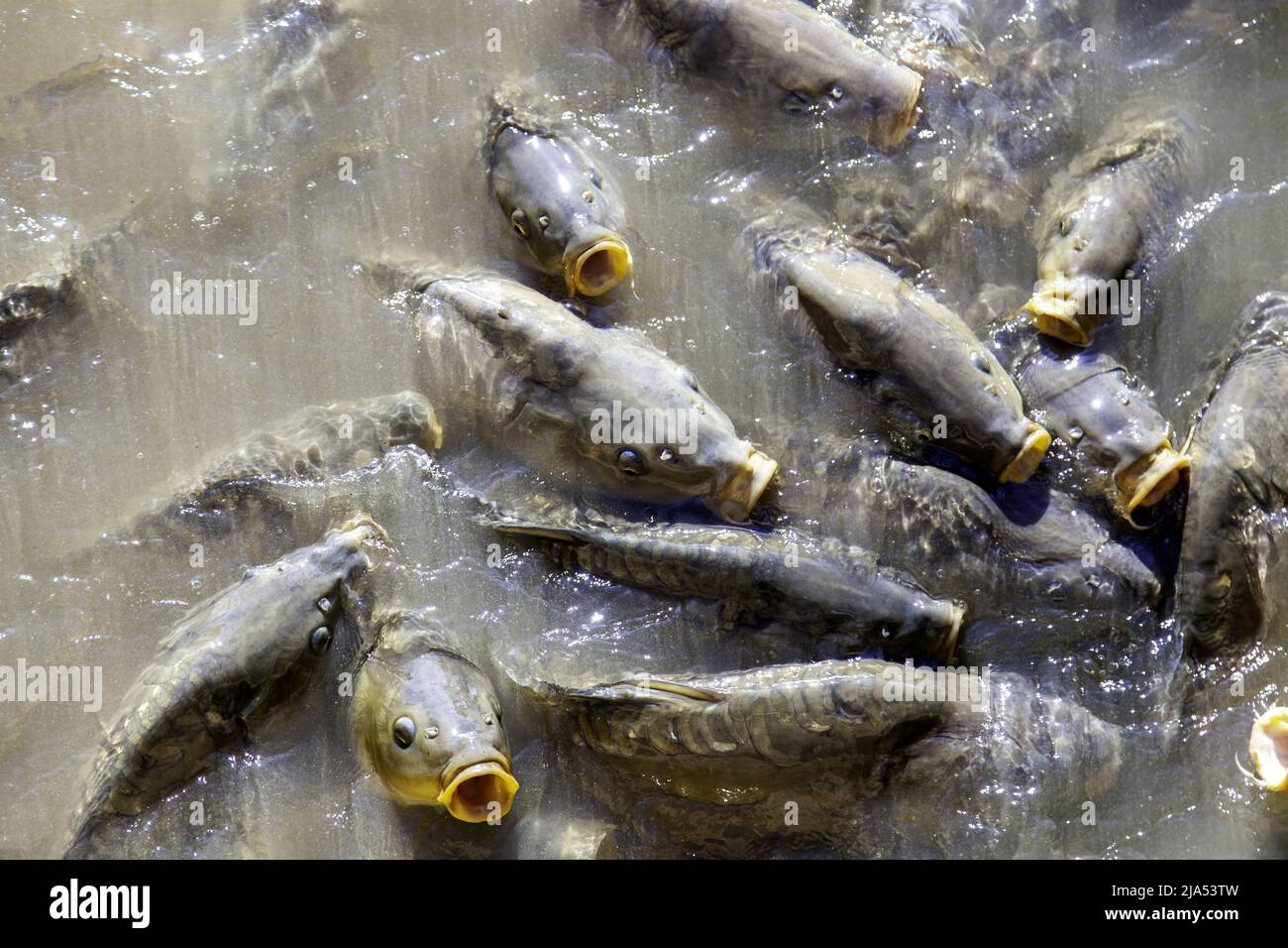 Détail de poissons sauvages dans un étang dans la nature Banque D'Images