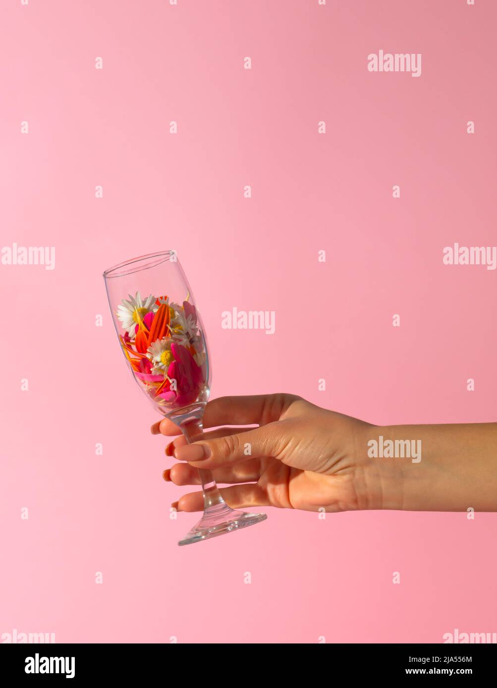 Une main de femme tient une coupe de champagne remplie de fleurs de printemps sur fond rose. Concept de fête de saison minimale. Idée créative de l'été. Banque D'Images