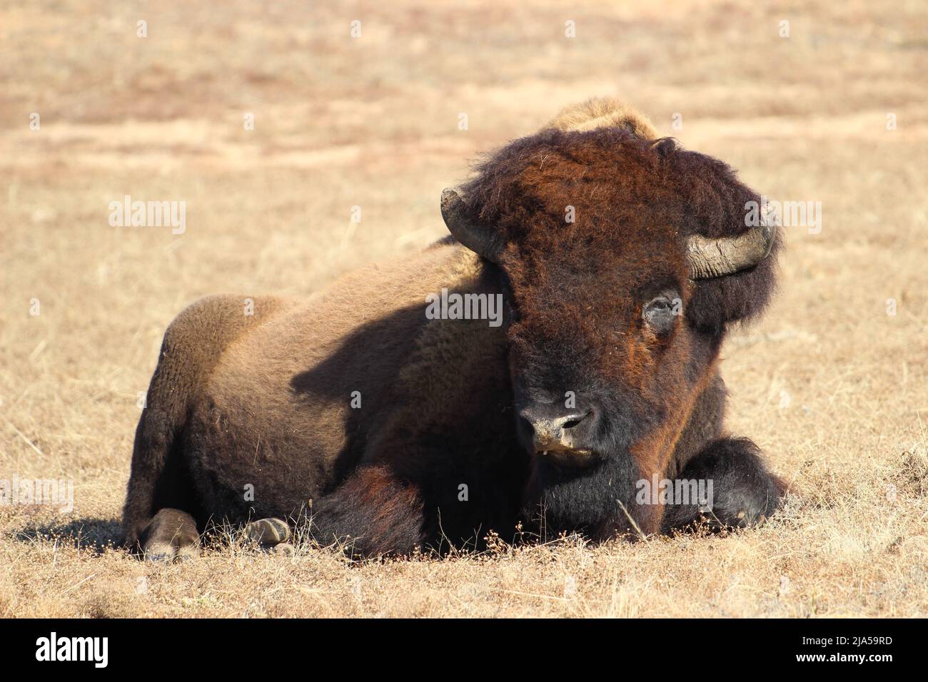 Le bison américain s'est couché Banque D'Images Le bison américain s'est couché Banque D'Images