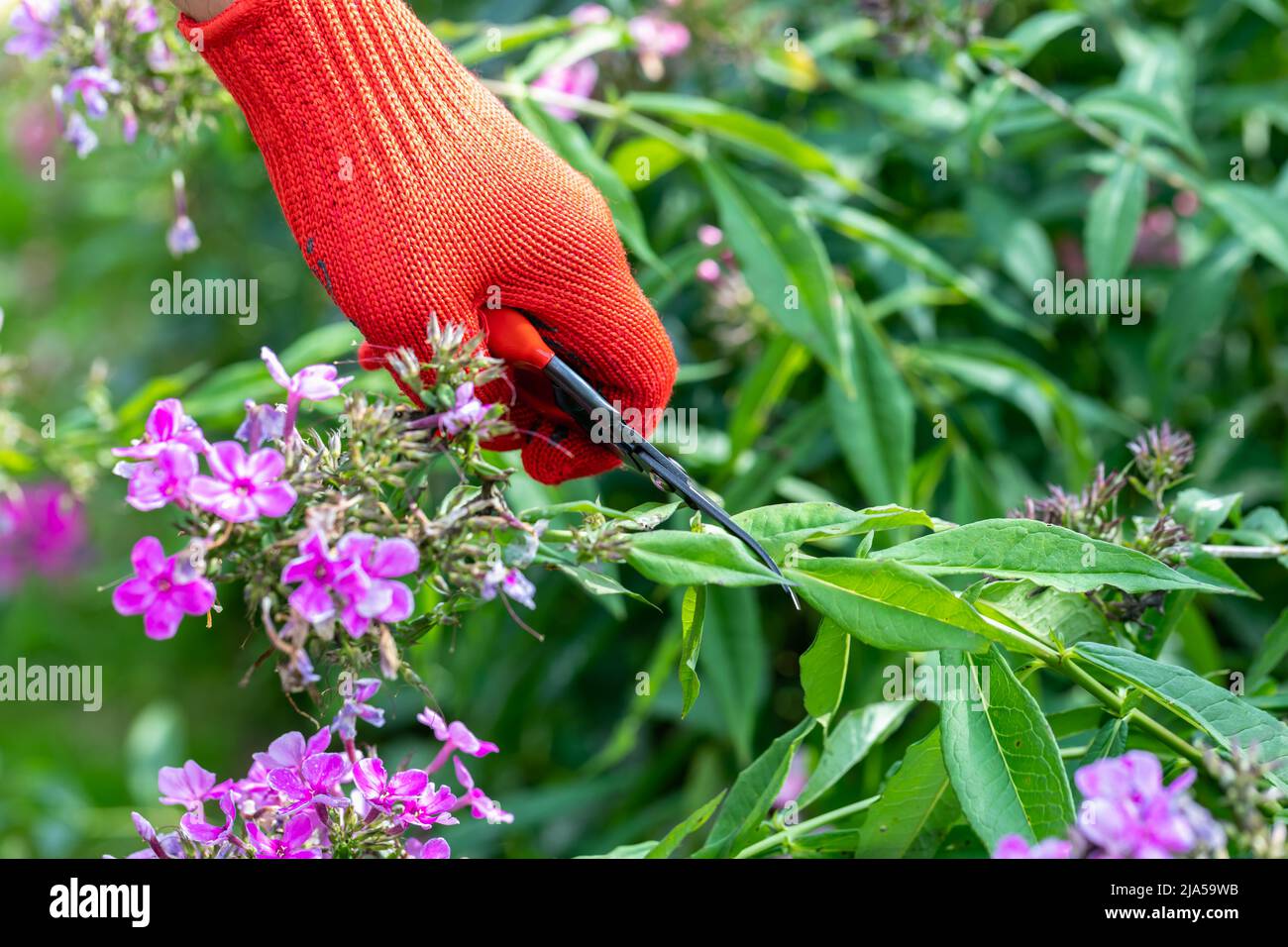 le jardinier en gants rouges fait élaguer avec des sécateurs fleurs de phlox décolorées Banque D'Images