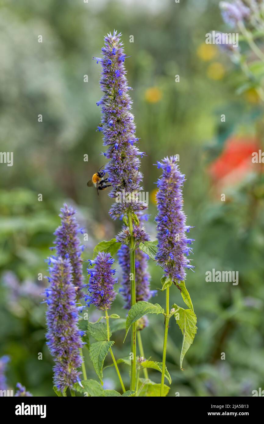 L'Agastache rugosa est une plante médicinale et ornementale. Ils sont communément appelés monnaie coréenne. Herbes dans le jardin. Banque D'Images