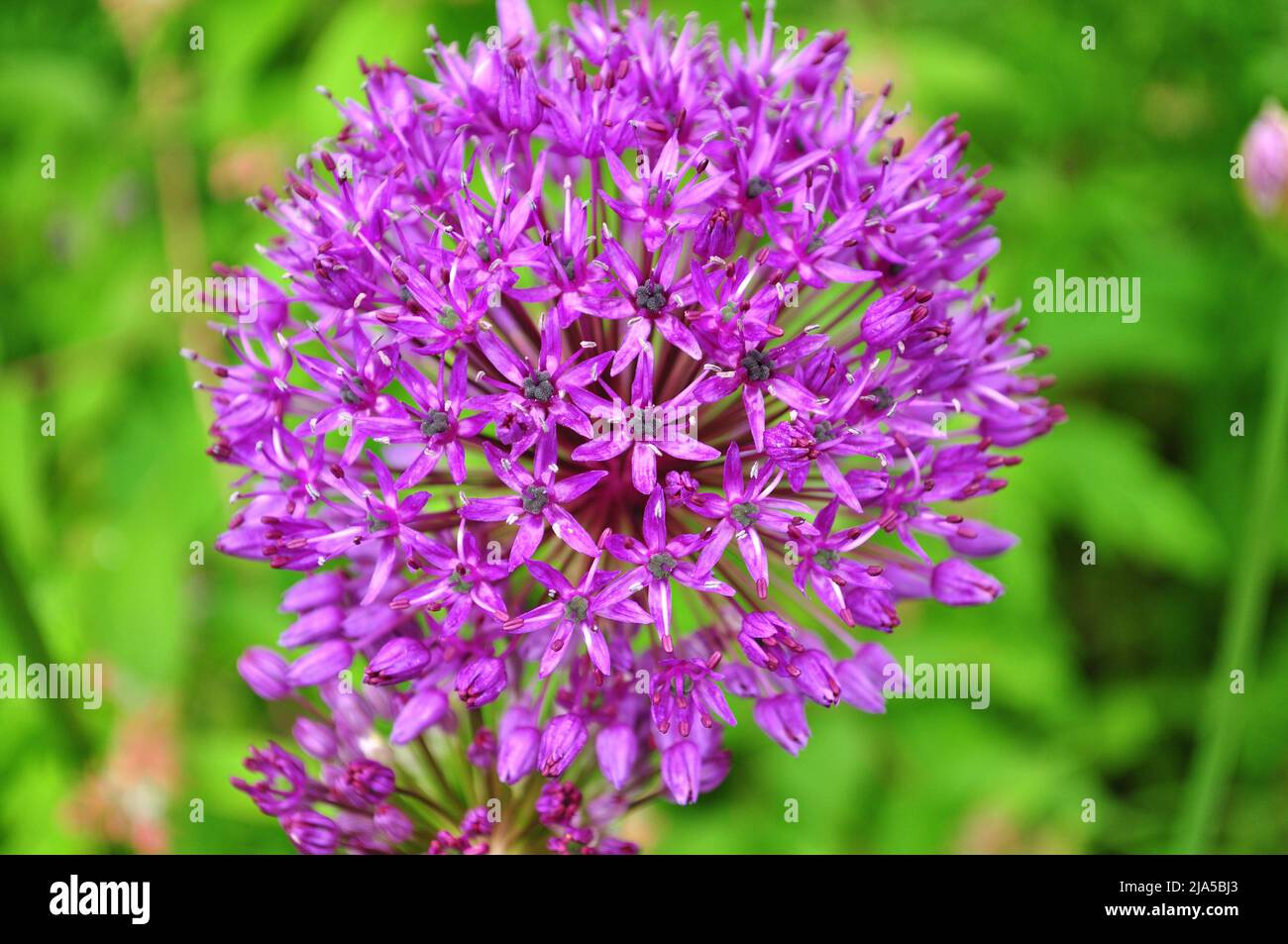 Gros plan horizontal d'une fleur rose avec de petits pétales. Le foyer est sur la fleur. L'arrière-plan est vert et noir. Couleur. Banque D'Images