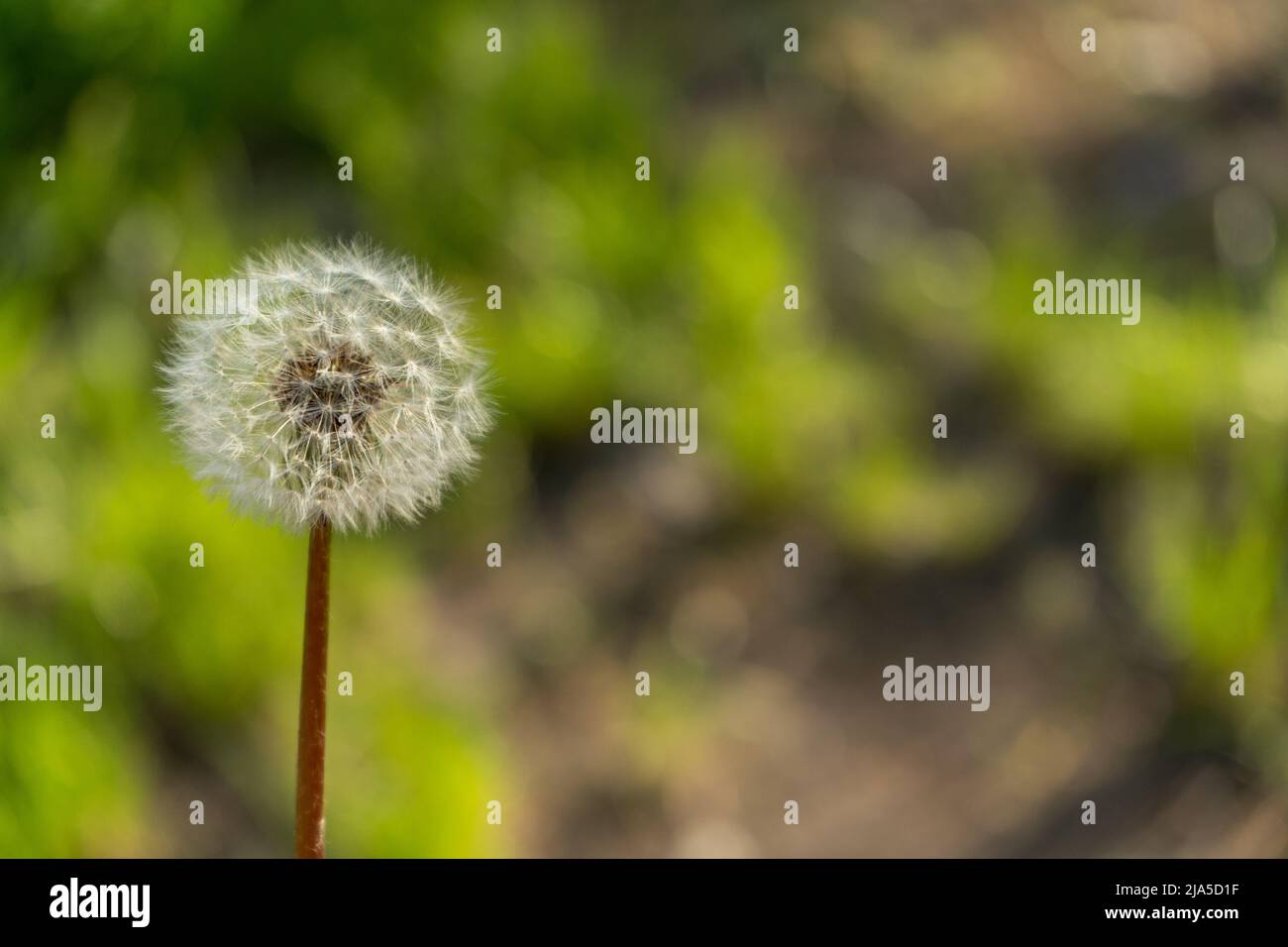 Bouton fermé d'un pissenlit sur fond vert. Pissenlit fleurs blanches dans l'herbe verte. Placer dans l'espace de copie Banque D'Images