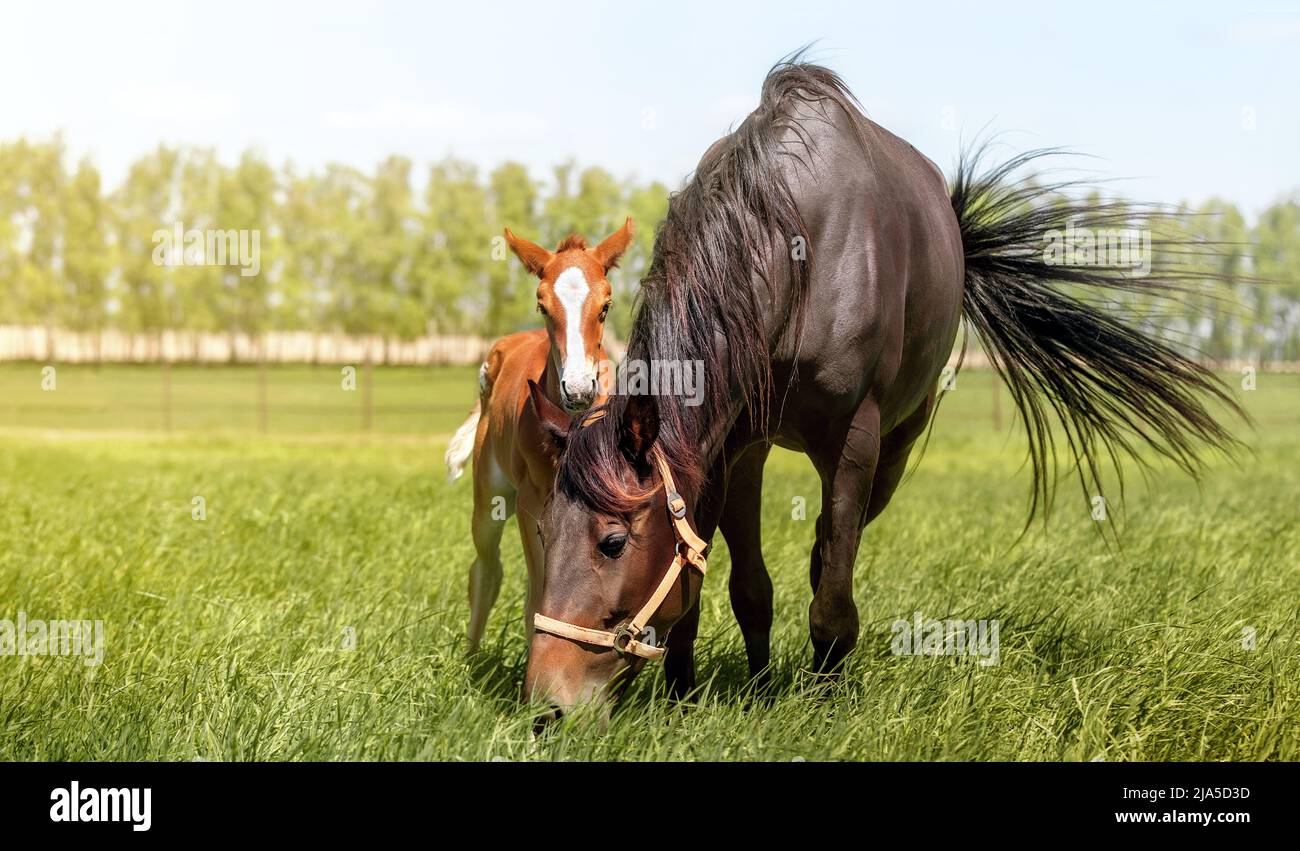 Les chevaux et le pâturage : que faut-il savoir ? - Horse Nutrition Project