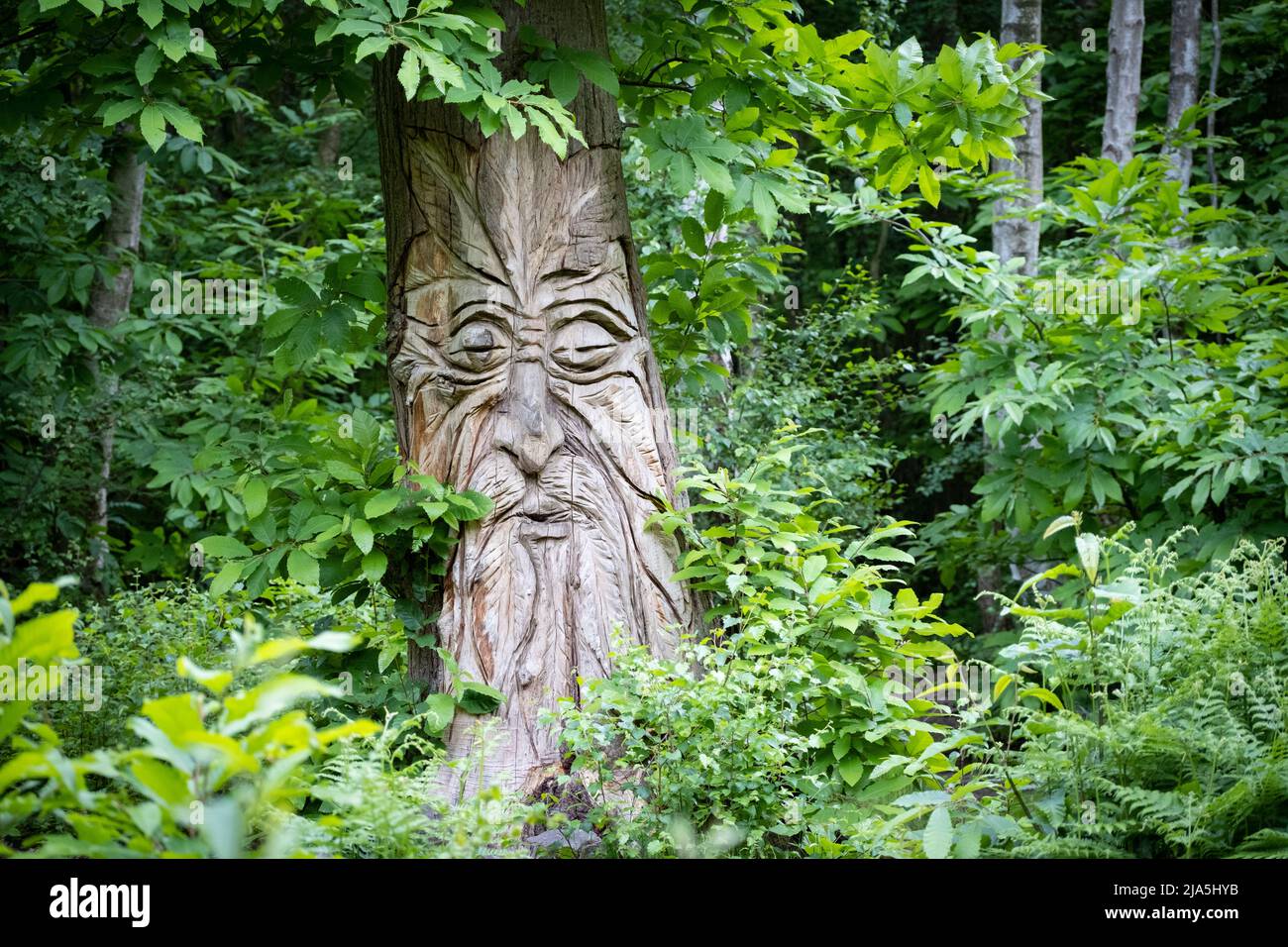 Le visage d'un barbu sculpté dans le tronc d'un châtaignier sur le chemin de l'art à West Blean Woods près de Canterbury dans le Kent, au Royaume-Uni Banque D'Images