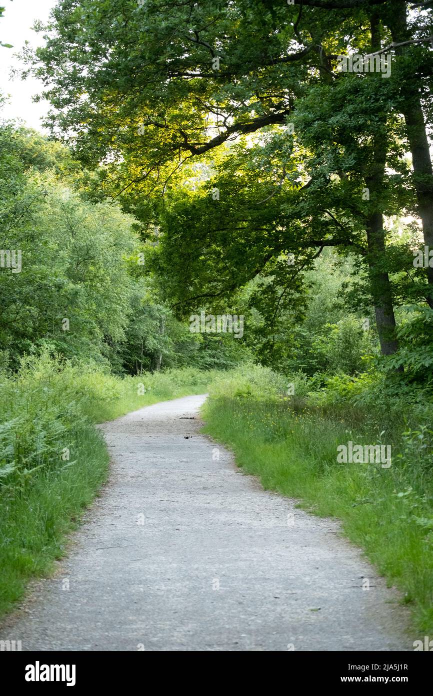 Un chemin à travers la forêt à West Blean Woods, site de Kent Wildlife Trust, près de Canterbury dans le Kent Banque D'Images