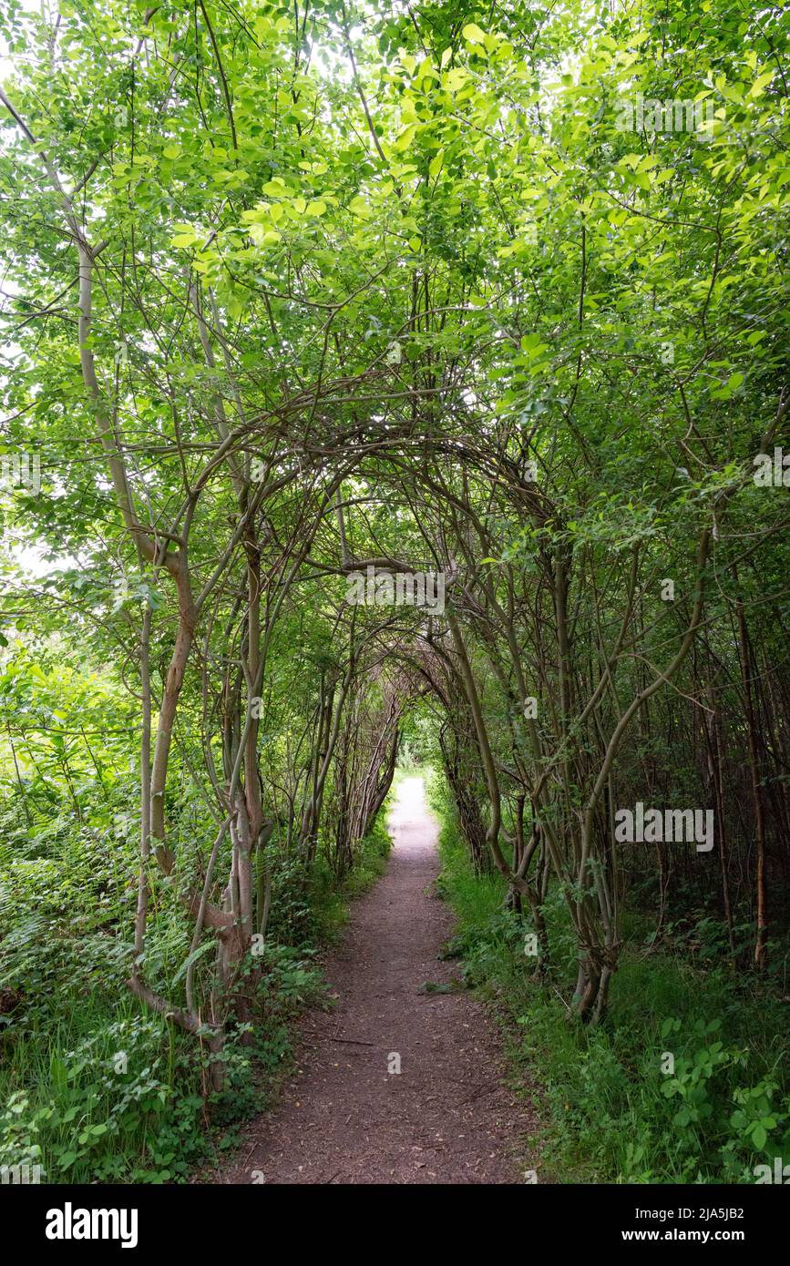 Le sentier Willow Walkway sur le sentier Art Trail à West Blean Woods, Kent, Royaume-Uni Banque D'Images