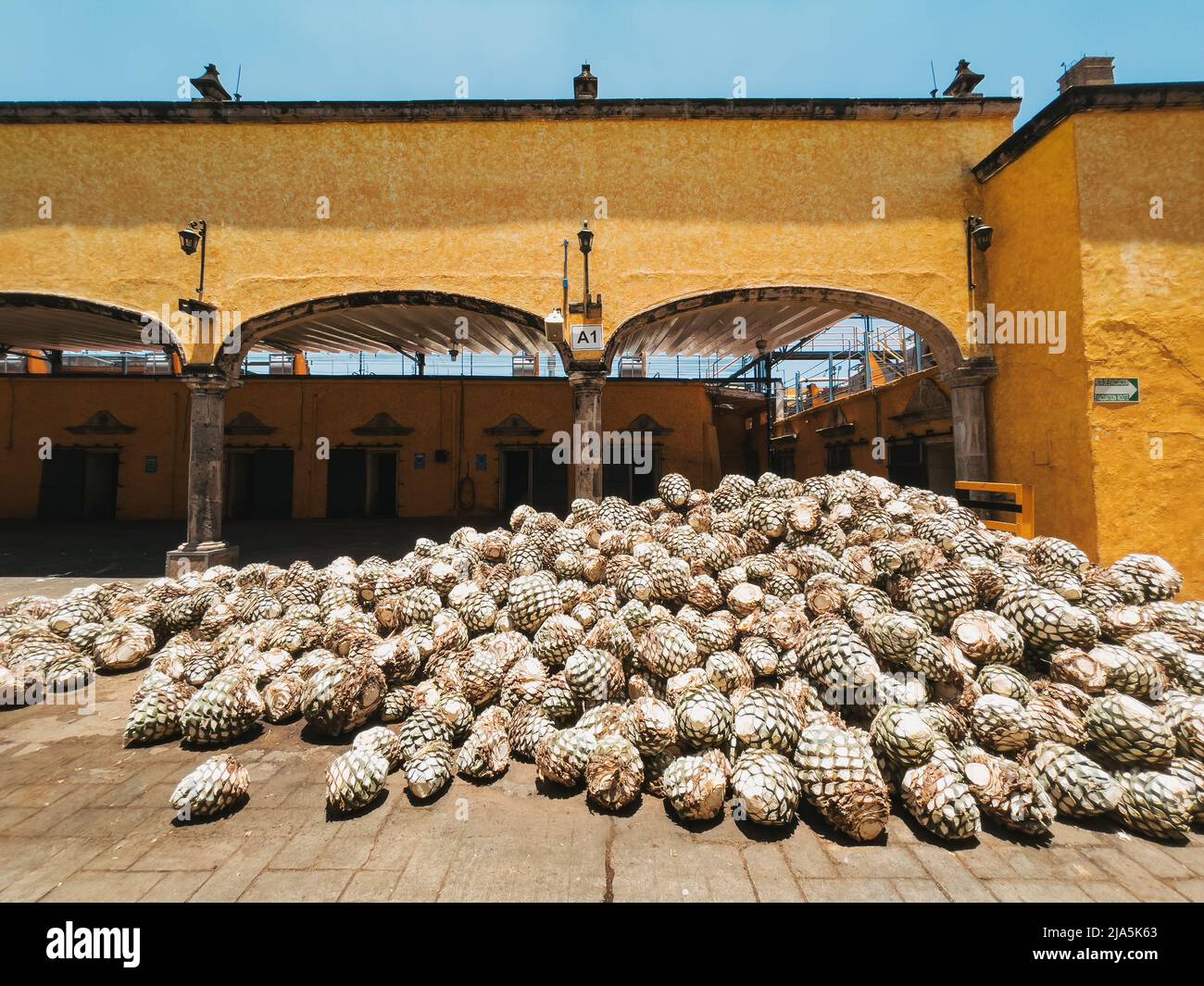 Une pile d'agave fraîchement coupées se dirige dans la cour de la distillerie Jose Cuervo Fábrica la Rojeña à Tequila, Jalisco, Mexique Banque D'Images