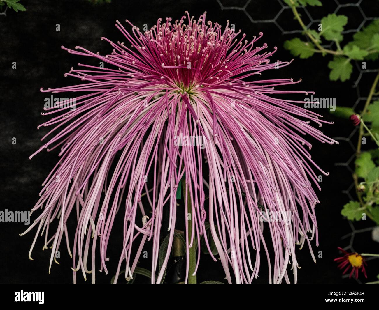Chrysanthème araignée Banque D'Images