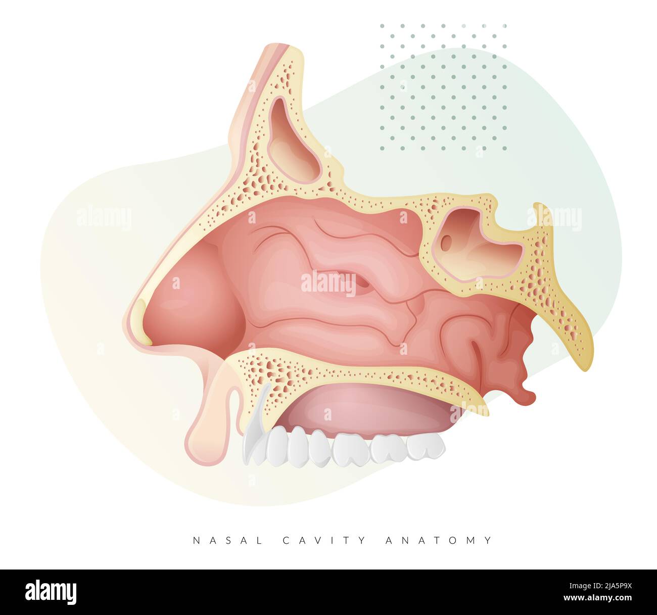 Anatomie de la cavité nasale - Illustration en stock sous la forme d'un fichier EPS 10 Illustration de Vecteur