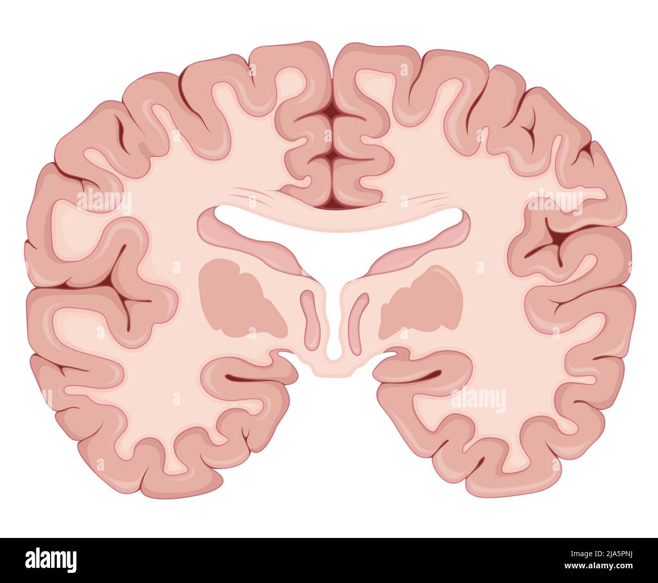 Section transversale du cerveau - Illustration comme fichier EPS 10 Illustration de Vecteur