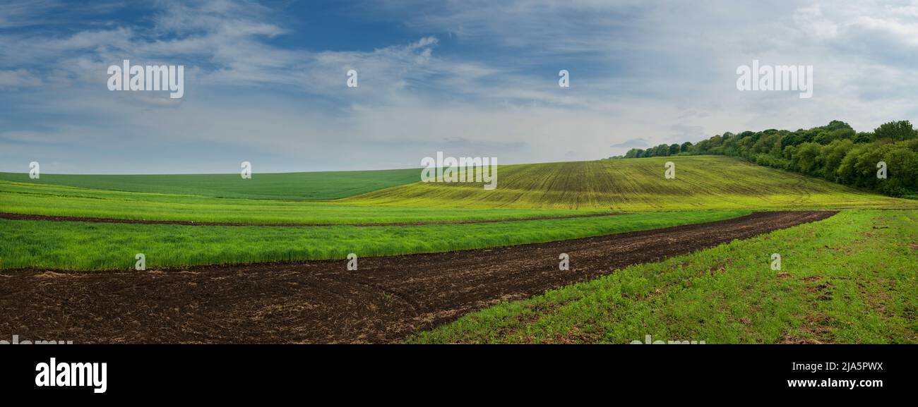 Terres arables et champs verts. Le concept de l'agriculture. Ciel nuageux, collines et forêt en arrière-plan. Banque D'Images