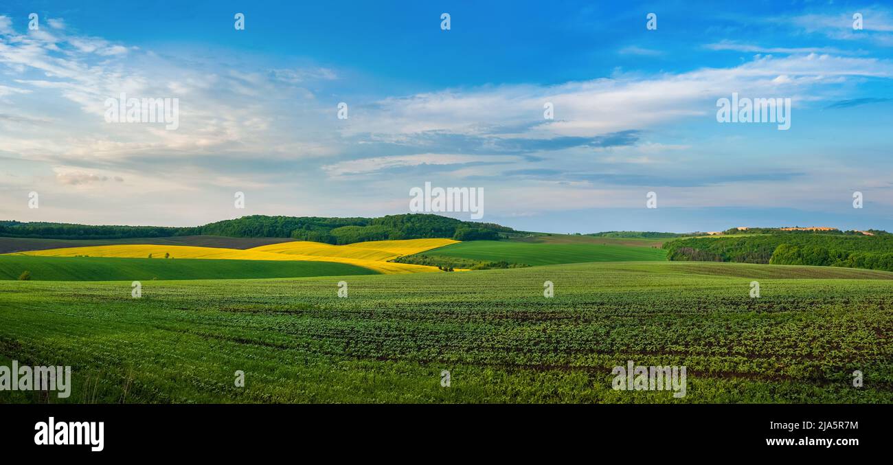 champ de pousses au premier plan, champs de colza et de vert et ciel bleu au-dessus Banque D'Images