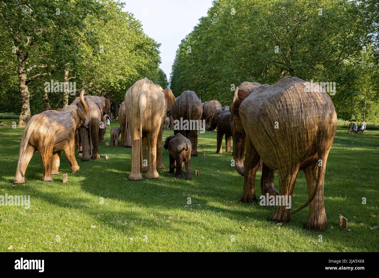 La campagne de coexistence se poursuit alors que 100 sculptures d'éléphants asiatiques grandeur nature transforment le Green Park de Londres en exemples de coexistence humaine-faune réussie. Sculptés à partir de tiges séchées de Lantana Camara enveloppées de structures en acier, les éléphants ont été fabriqués par l'artiste Shubhra Nayar avec des artistes locaux présentant: Atmosphère où: Londres, Royaume-Uni quand: 15 juin 2021 crédit: Phil Lewis/WENN Banque D'Images