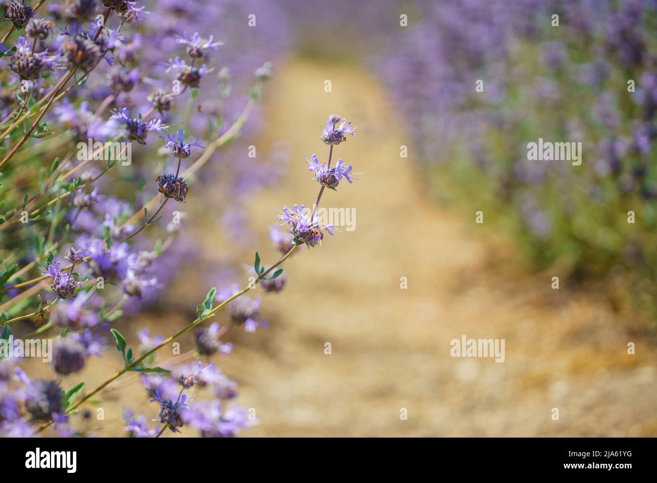 Cleveland Sage, Salvia clevelandii, belle espèce de sauge très aromatique, originaire de la Californie. Champ de belles fleurs rose-bleu Banque D'Images