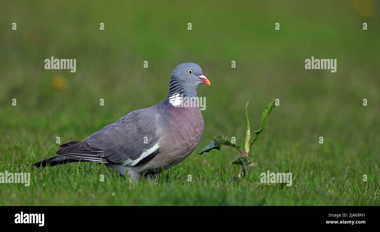 Pigeon en bois commun, Columba palumbus, debout sur l'herbe Banque D'Images