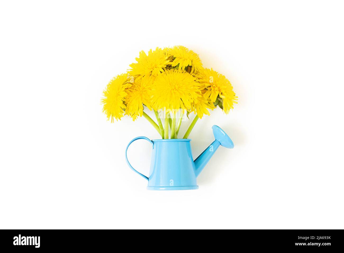 Bouquet de pissenlits jaunes fleurs en bleu arrosoir peut isolé sur fond blanc. Vue de dessus Créatif Flat Lay style minimaliste. Banque D'Images