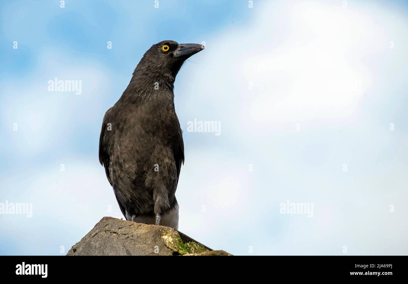 Un pied australien Currawong (streppera granculina) dans une maison à Sydney, Nouvelle-Galles du Sud, Australie (photo de Tara Chand Malhotra) Banque D'Images